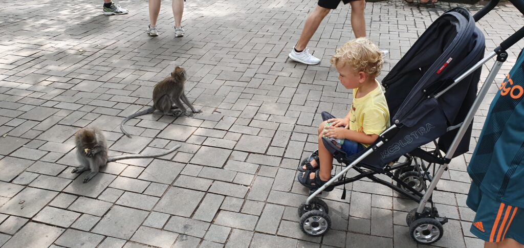 Bali monkeyforrest