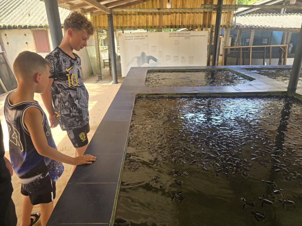 Turtle sanctuary