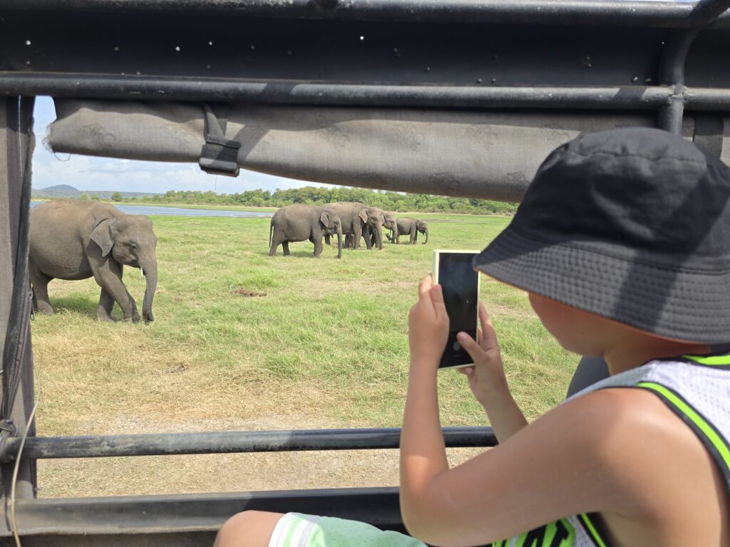 Minneriya National Park safari