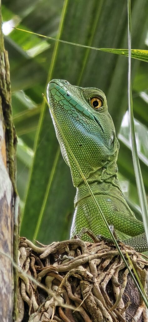 Turrialba Costa Rica