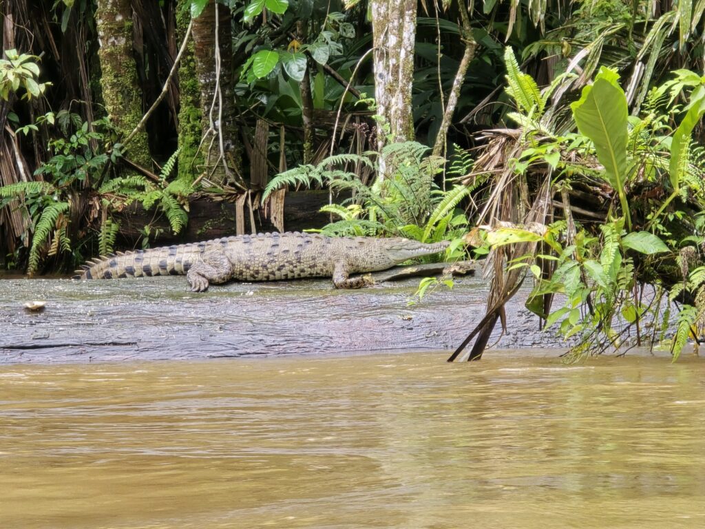 Tortuguero Costa Rica