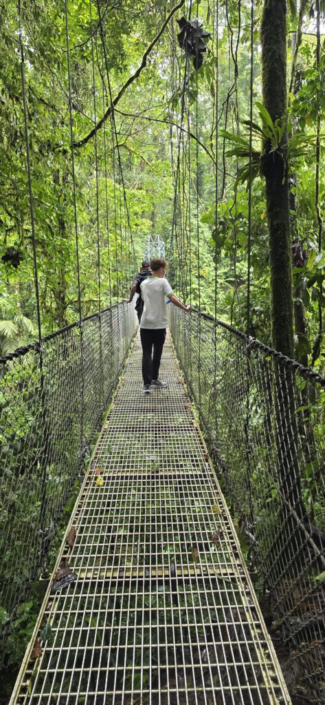 mystico hanging bridges