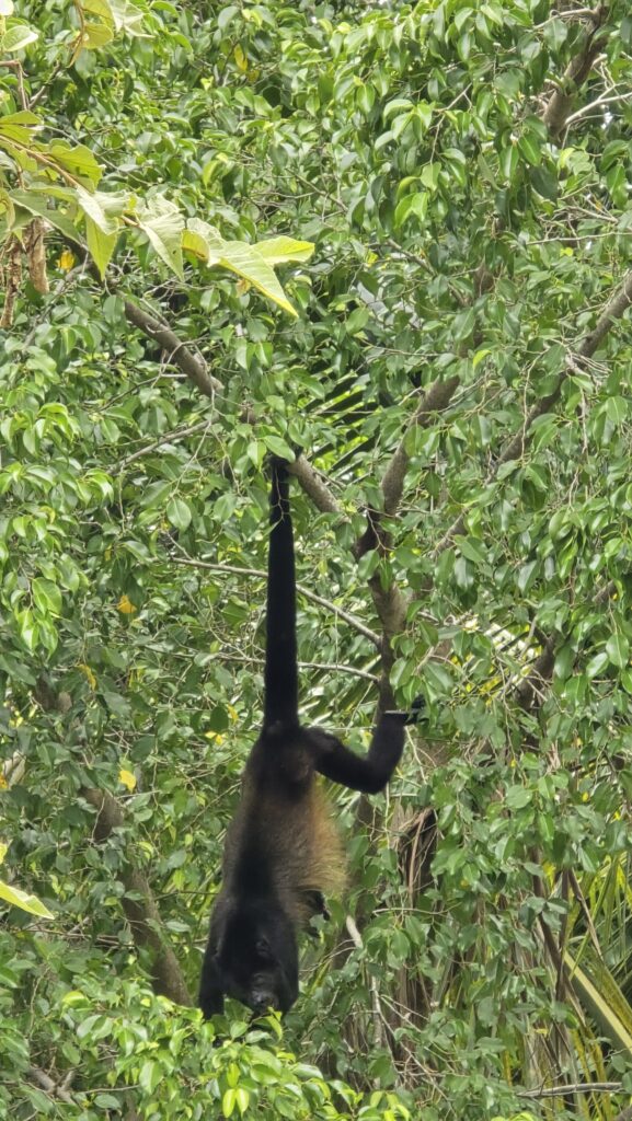 brulaap in costa rica